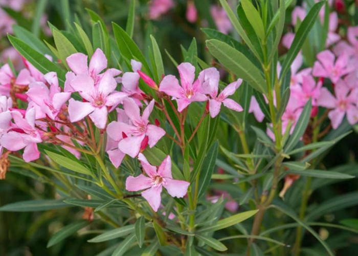 Mager Buat Nyiram Tanaman? Ini 5 Tanaman Indoor Minim Perawatan yang Tetap Tumbuh Subur Meski Jarang Disiram