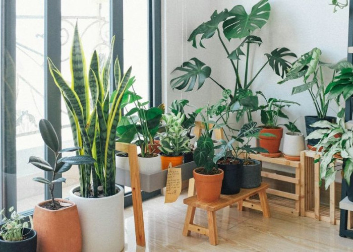 Bukan Sekadar Dekorasi, 5 Tanaman Hias Ini Bikin Rumah Cerah, Nyaman dengan Daya Tarik Visual Lebih Segar