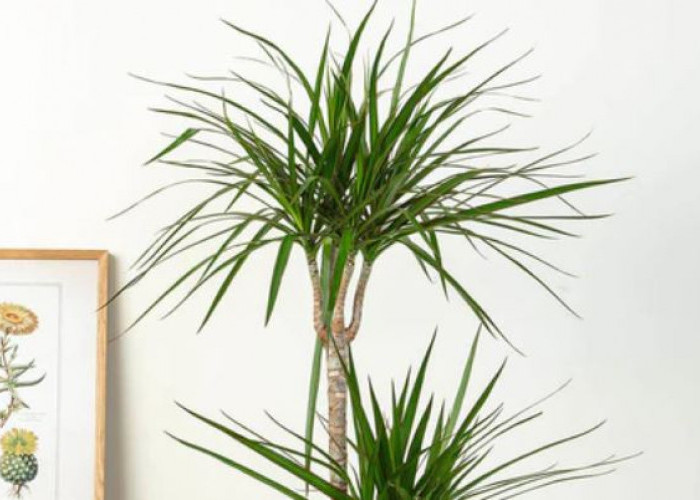 5 Tanaman Hidroponik Indoor yang Bisa Sulap Udara Rumah jadi Bersih Secara Alami, Wajib Punya Satu!