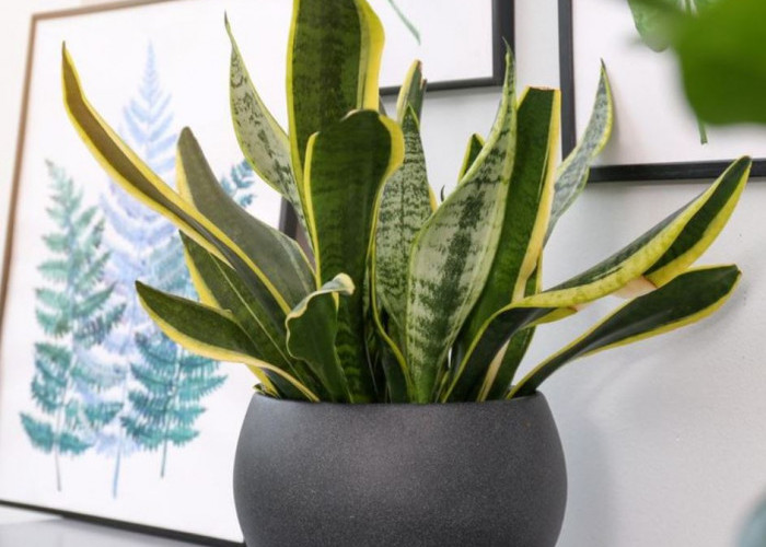 Membawa Rezeki Berlimpah, Ini 6 Tanaman Hias Pembawa Keberuntungan yang Bisa Menyerap Polusi Juga