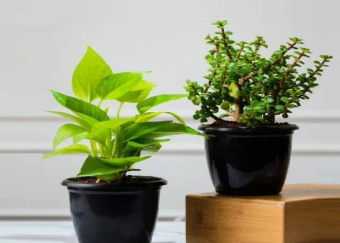 Ingin Rezeki Mengalir Deras, Ini 7 Tanaman Pembawa Berkah yang Juga Bisa Usir Energi Negatif