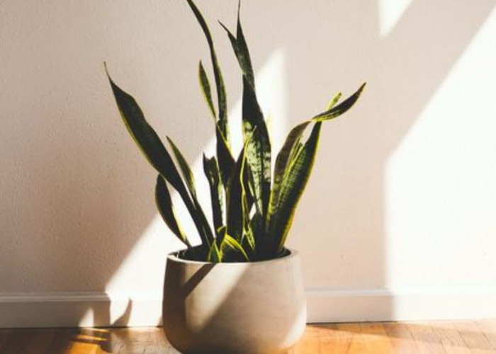 5 Tanaman Hias Outdoor Penangkal Energi Negatif Plus Tips Penempatan Biar Rumah Lebih Harmonis dan Segar