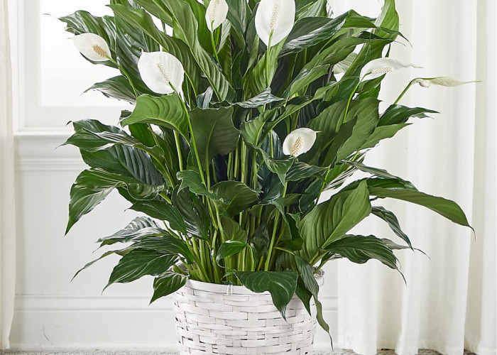 Ideal di Kamar Tidur, Ini 6 Tanaman Hias Penghasil Oksigen di Malam Hari, Bikin Udara Segar Sepanjang Hari