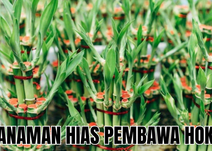 5 Tanaman Hias Dalam Rumah Pembawa Hoki di Tahun 2026, Tanam Sekarang Juga!