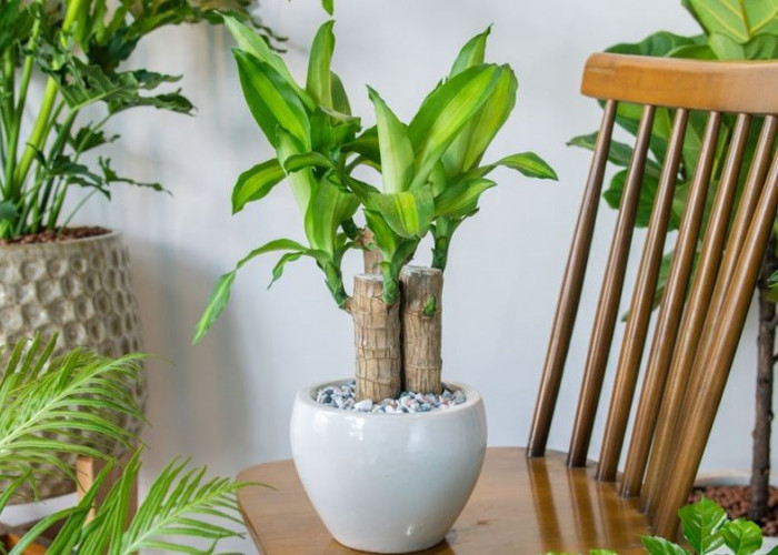 Rumah Bebas Polusi dan Lebih Nyaman, Segarkan Udara dengan 6 Tanaman Indoor Pembersih Efektif