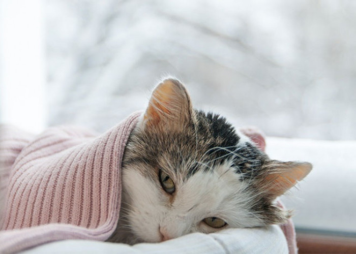 Penyakit Kucing Dapat Menular Kepada Manusia, Penyakit Apa Saja?