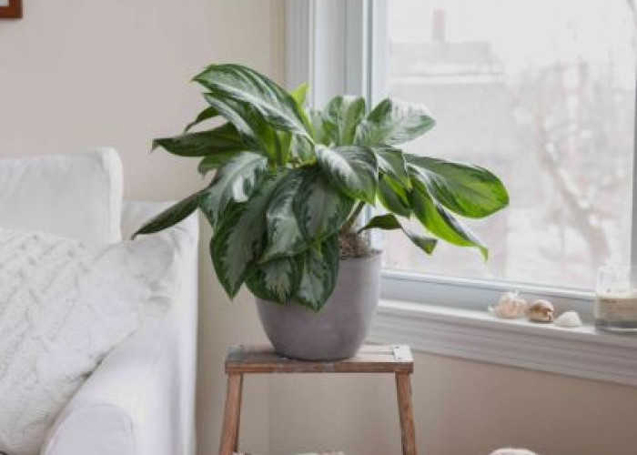 Bersihkan Udara dari Penyakit! Ini 6 Tanaman Hias Pembersih Udara yang Cocok Untuk Dekorasi Ruang Tamu