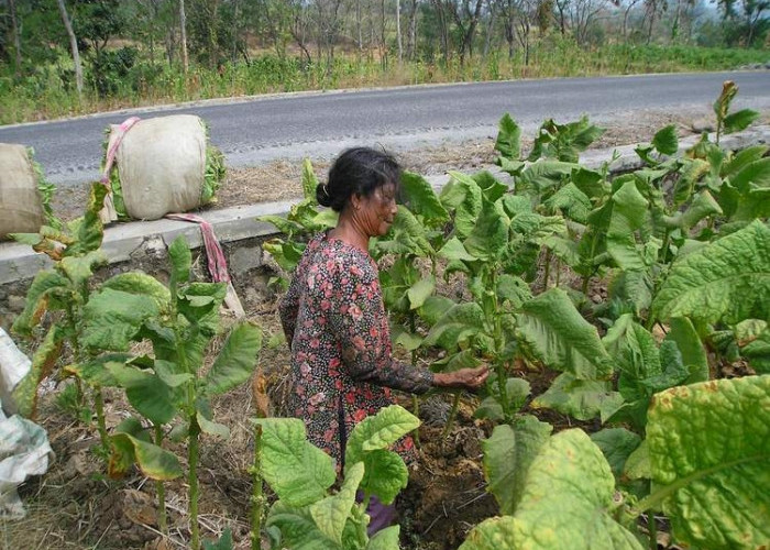 Ini Dia Lima Kecamatan di Majalengka Miliki Produksi Tembakau