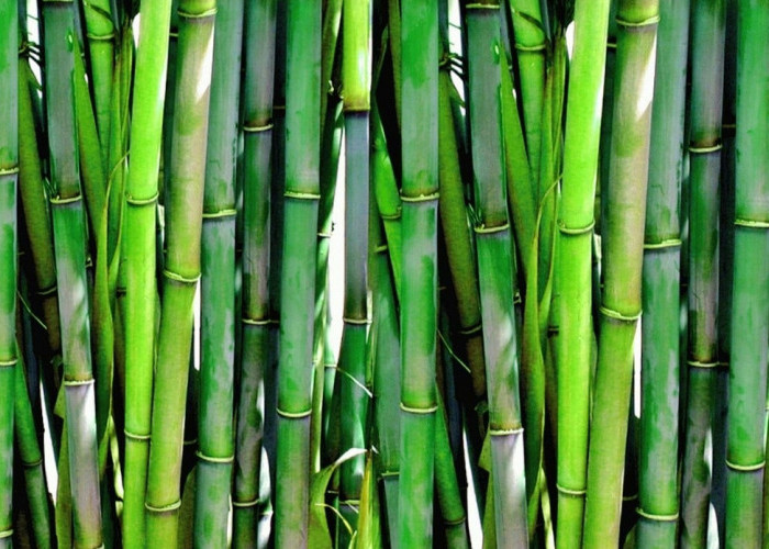 Tanaman bambu dapat menjaga kesehatan jantung loh! Ini dia beberapa manfaat bambu yang baik untuk kesehatan 