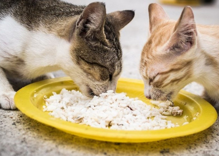 Cara Membuat Makanan Kucing Dari Nasi Dan Ikan, Dapat Memberi Energi Bagi Kucing