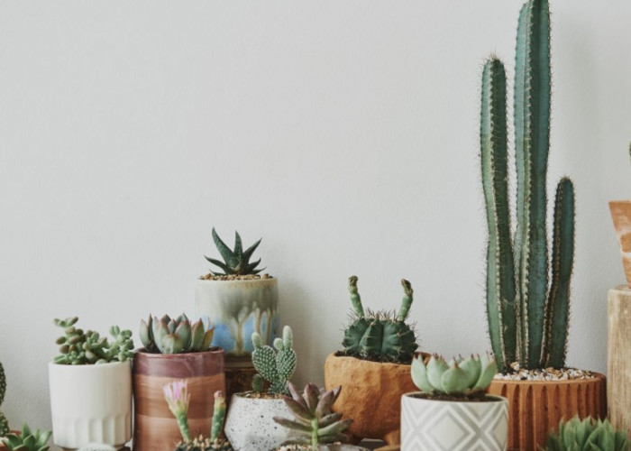 Jadi Penangkal Nasib Buruk di Rumah, Berikut 6 Tanaman Hias Penangkal Energi Negatif 