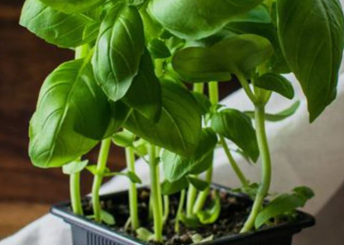 Pengusir Aura Negatif, Berikut 8 Tanaman Hias Penjaga Rumah dari Energi Negatif, Wajib Punya Minimal 1