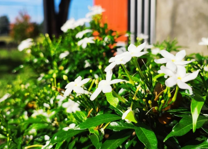 Halaman Cantik & Aura Positif Terjaga, Berikut 6 Tanaman Hias Outdoor Pembawa Keberuntungan dan Kelimpahan