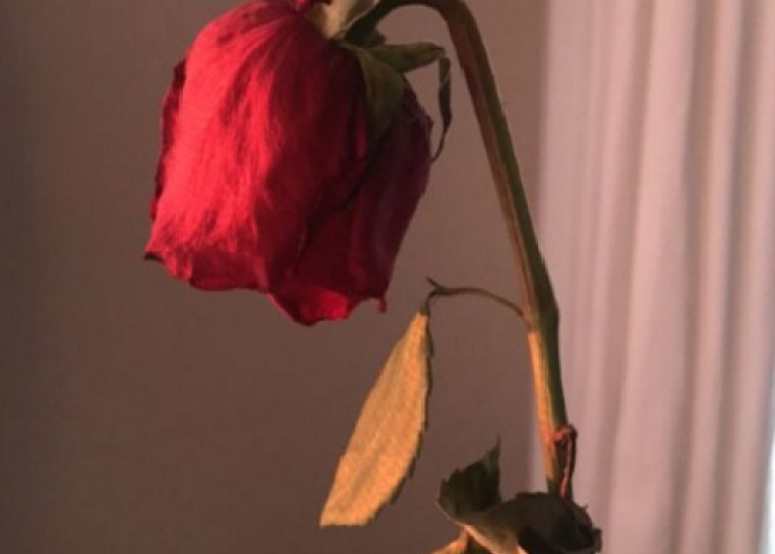 Bawa Energi Negatif Masuk ke Rumah, Berikut 6 Tanaman Hias Pembawa Sial Menurut Feng Shui, No 2 Berduri Tajam