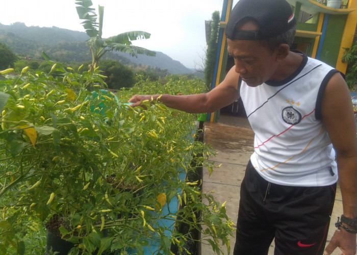 Warga Kelurahan Majalengka Kulon Tanaman Cabai Gunakan Pupuk Organik