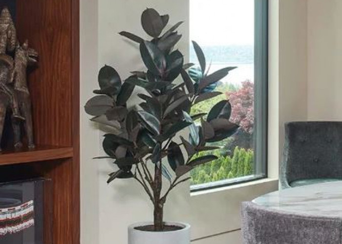 Ideal Untuk Ruang Tamu, 7 Tanaman Hias Indoor Pembersih Udara Ini Wajib Dipertimbangkan, Untuk Usir Polutan