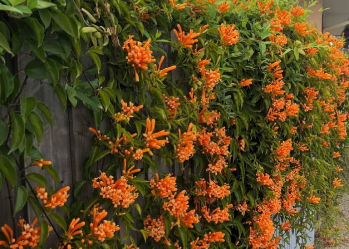 10 Deretan Tanaman Hias Rambat untuk Dekorasi Pagar dan Dinding Outdoor Rumah, Look Estetik dan Tahan Panas