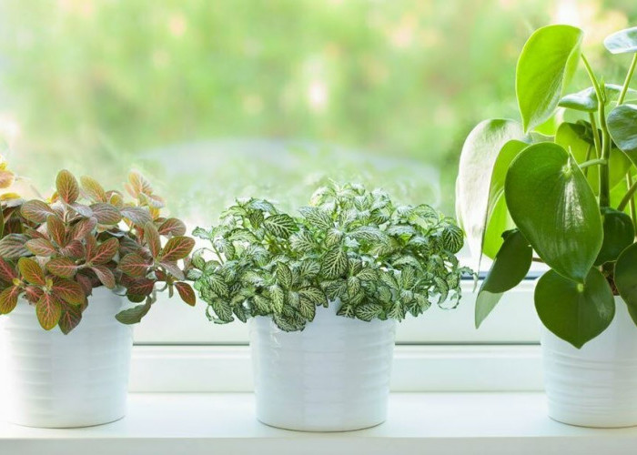 2 Tanaman Lili yang Perlu ada di Rumah, Berikut 8 Tanaman Hias Pembersih & Penyaring Udara yang Layak Dirawat