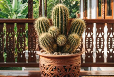 Wajib Ada di Rumah, Ini 5 Tanaman Hias Pengusir Energi Negatif Bikin Suasana Adem dan Udara Lebih Segar