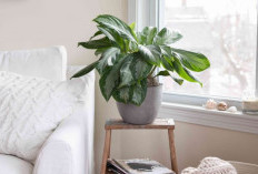 Pembawa Keberuntungan, Berikut 6 Rekomendasi Tanaman Hias Pembawa Rezeki yang Mudah Dirawat Cocok Untuk Pemula