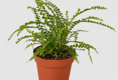 Daftar 6 Tanaman Hias yang Menyerap Udara Kotor dan Membersihkan Udara dari Polusi, Minimal Punya Salah Satu