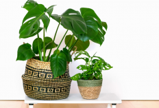 Makin Estetik! Ini 6 Tanaman Hias Indoor untuk Ruang Tamu yang Bikin Terlihat Segar dan Nyaman!