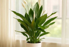 Pembawa Hoki dan Nasib Baik, Ini 5 Tanaman Hias Pembawa Keberuntungan Cocok Untuk Di dalam Rumah