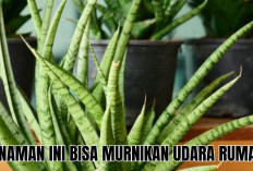 3 Tanaman Hias Pembersih Udara di Ruangan Bantu Kamu Hilangkan Udara Kotor di Rumah!
