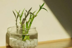 Ada 5 Tempat Penempatan Bambu Air Terbaik Sesuai Feng Shui, No. 1 Bisa Bawa Keberuntungan dan Rezeki