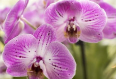 Koleksi 6 Tanaman Hias Cantik Bawa Keberuntungan, Memancarkan Rezeki dan Keharmonisan, Anda Punya di Rumah? 