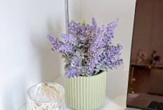 5 Rekomendasi Tanaman Hias yang Cocok di Kamar Tidur dengan Aroma Menenangkan, Bikin Tidur Berkualitas