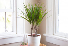 Selain Pohon Naga, Ini 6 Tanaman Hias Pembersih Udara Lainnya yang Siap Lindungi Rumah dari Polusi Udara