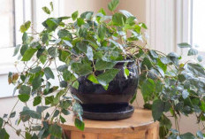 Melembapkan & Membersihkan Udara, Berikut 6 Tanaman Hias Indoor Pembersih Udara Cocok Untuk Dekorasi Hunian