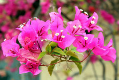 Bikin Hunian Cantik & Berwarna! Ini 5 Tanaman Hias Berbunga yang Cocok untuk Dekorasi di Teras Rumah