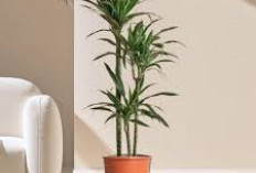 Tanpa Alat Mahal! Ini 5 Tanaman Hias yang Bisa Menyerap Racun & Polutan di Rumah, Sudah Punya?