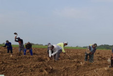 Majalengka Dukung Program Bongkar Ratoon Tebu Kementan Demi Swasembada Gula Nasional