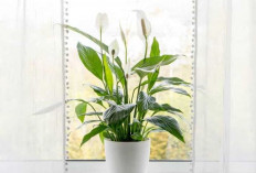 Udara Anti Pengap & Sumpek, 7 Tanaman Indoor Pembersih Udara Terbaik yang Cocok Untuk Kamar Tidur