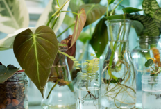 7 Tanaman Hias Hidroponik Estetik yang Bikin Suasana Rumah Jadi Cantik dan Mudah Dirawat di Pot Kecil.