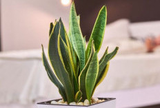 Pembawa Rezeki & Kekayaan, Ini 6 Tanaman Hias Indoor Pembawa Rezeki Serta Perawatannya yang Perlu Diperhatikan