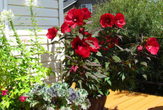 Estetik & Warna Menarik, 5 Tanaman Hias Bunga untuk Percantik Teras Rumah, Bikin Tampilan Lebih Segar & Hidup