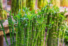 Jarang Diketahui! Ini 5 Tanaman Hias Penarik Rezeki dan Pembawa Rezeki yang Bisa Ditanam Depan Rumah