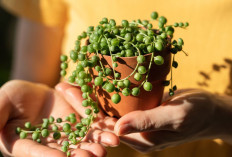 Simpel Tapi Bikin Nyaman, Berikut 7 Tanaman Indoor Minimalis yang Bikin Hunian Rumah Jadi Segar