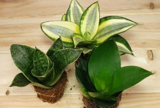 5 Tanaman Hias di Dalam Rumah Penghilang Energi Negatif dan Bikin Rumah Jadi Adem