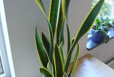 Biar Bawa Hoki & Menarik Rezeki, Ini Area Penempatan 5 Tanaman Hias Pembawa Keberuntungan di Dalam Rumah