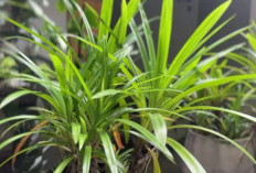 Berikut 8 Tanaman Hias Penjaga Rumah dari Energi Negatif dan Kesialan, Bisa Bawa Hoki dan Kekayaan