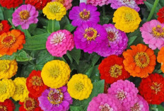 Mudah Dirawat & Tahan Panas! Ini 5 Tanaman Hias untuk Percantik Depan Rumah dengan Bunga Warna-warni