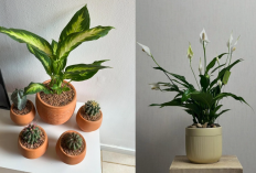 Undang Kekayaan dan Berkah Menurut Feng Shui, 8 Tanaman Hias Indoor yang Bisa Hidup Dalam Ruangan Ber-AC