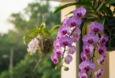 Hiasi Teras dengan 8 Rekomendasi Tanaman Hias yang Bisa di Gantung dan Minim Perawatan