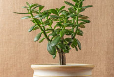 5 Tanaman Hias Pembawa Keberuntungan 2026, Mulai dari Kekayaan Hingga Kesehatan