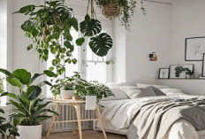 Rumah Bebas Polusi Tanpa Alat Mahal, Coba Tanam 6 Tanaman Hias Penyaring Udara Ini